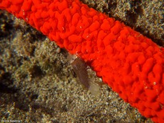 Gnathophyllum elegans