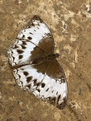 Harma theobene theobene