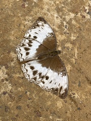 Harma theobene theobene