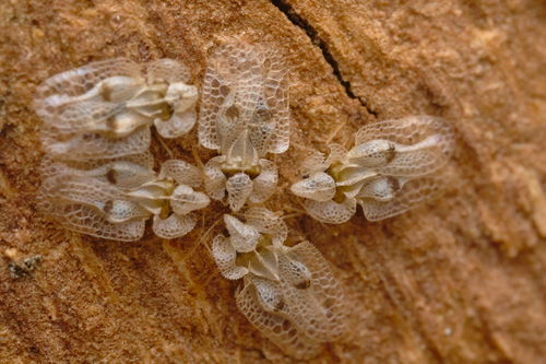 Eastern Sycamore Lace Bug, photo 7 of 8