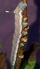 Isognathus allamandae