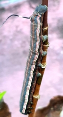 Isognathus allamandae