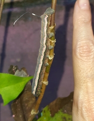 Isognathus allamandae