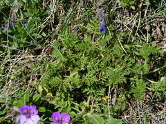 Erodium glandulosum