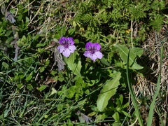 Erodium glandulosum