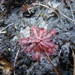 Drosera montana - Photo (c) Marinês Eiterer, some rights reserved (CC BY-NC), uploaded by Marinês Eiterer