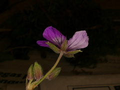 Erodium glandulosum