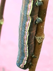 Isognathus allamandae