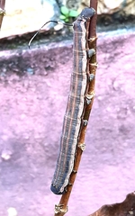 Isognathus allamandae