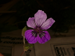 Erodium glandulosum