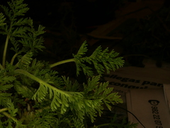 Erodium glandulosum