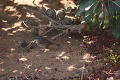 Sericornis maculatus