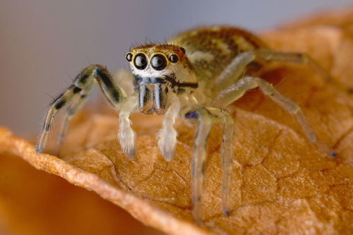 Phintella castriesiana