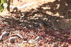 Sericornis maculatus