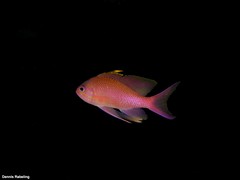 Anthias anthias