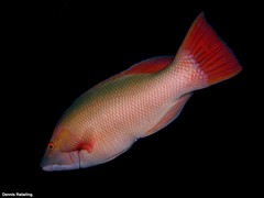 Bodianus scrofa
