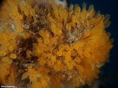 Pycnoclavella communis