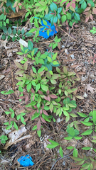 Nandina domestica