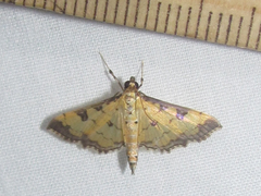 Ategumia ebulealis