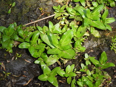 Veronica anagallis-aquatica