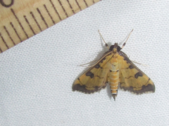 Ategumia ebulealis