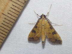 Ategumia ebulealis