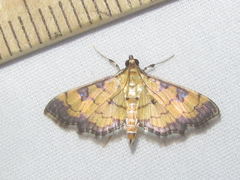 Ategumia ebulealis