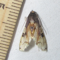 Compacta hirtalis