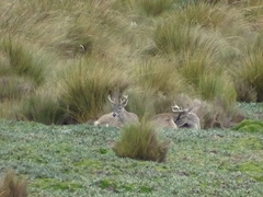 Odocoileus virginianus ustus