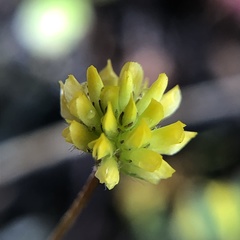 Trifolium dubium