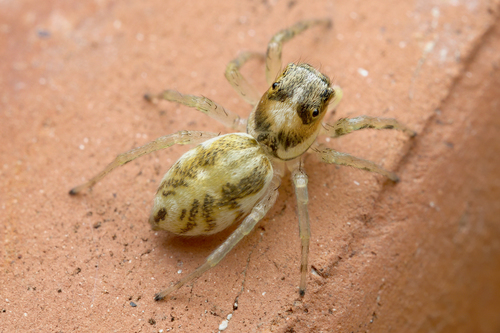 Phintella castriesiana