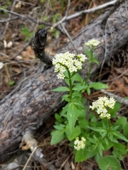 Valeriana californica
