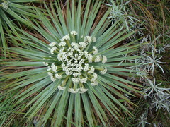 Paepalanthus villosulus