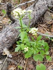 Valeriana californica