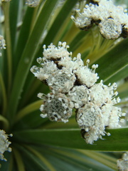 Paepalanthus villosulus