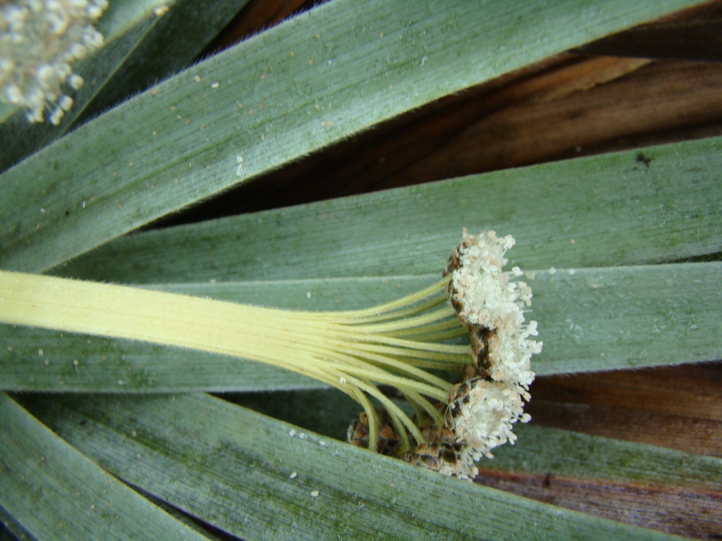Paepalanthus villosulus