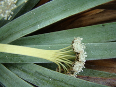 Paepalanthus villosulus