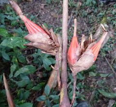 Aframomum chrysanthum