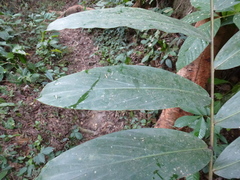 Aframomum chrysanthum