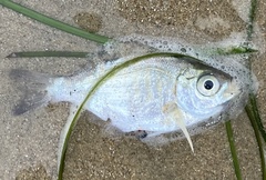 Hyperprosopon argenteum