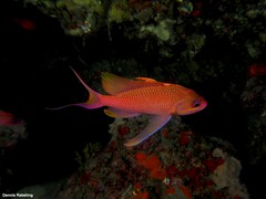 Anthias anthias