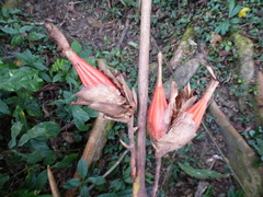 Aframomum chrysanthum