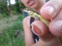 Anolis pulchellus
