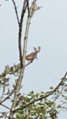 Phoenicurus phoenicurus