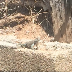 Sceloporus orcutti