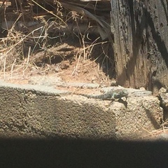 Sceloporus orcutti