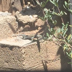 Sceloporus orcutti