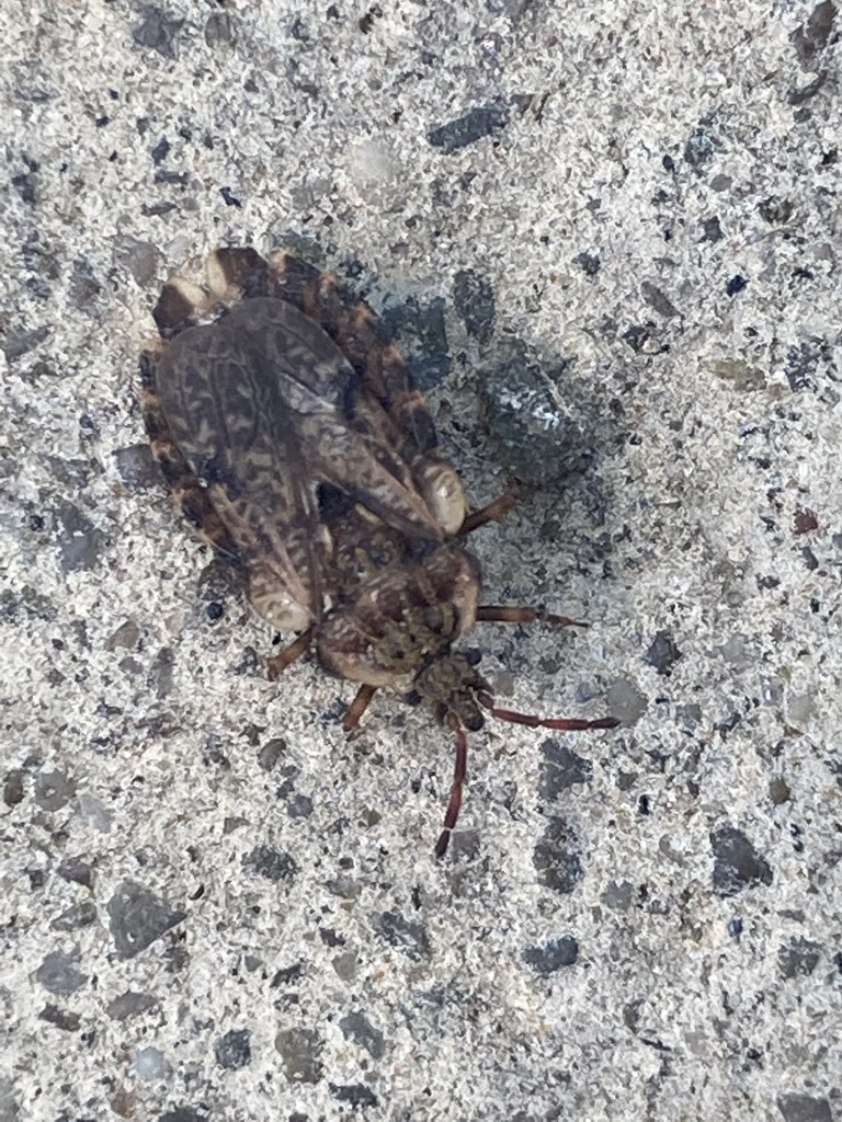 Aradus aequalis