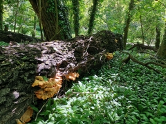 Laetiporus sulphureus