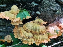 Laetiporus sulphureus